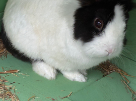 Male white and black lionhead