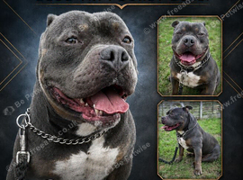 Pocket bully for STUD!!