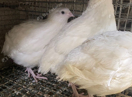 Jumbo quail MALES