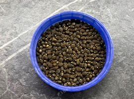 Indian Stick Insect Eggs &mdash; Easy & Fun!