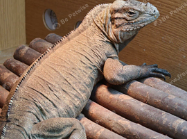 Sunning rhino iguana female 3 years old