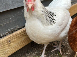 Hens and chickens