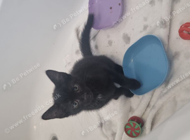2 beautiful black babies looking for there forever home