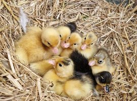 Call ducklings