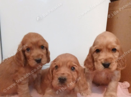 Cocker Spaniel Puppies