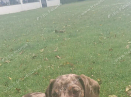 8 month old male dapple
