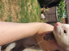 Two male ferrets