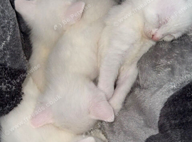 4 pure white kittens