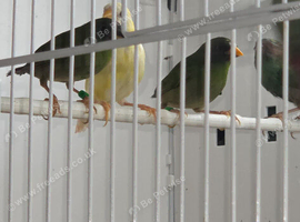 Young blue face parrot finches