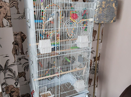 Budgie