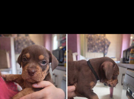 American Bulldog x Staffie x Beagle/Bloodhound Puppies &ndash; Both Parents Family Pets