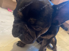 French bulldog