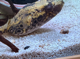 Fresh water dragon/humpback pufferfish