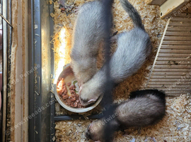 3 young ferrets/polecats