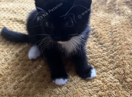 female kitten looking for a new home Free!!!