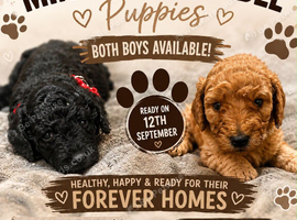 Mini labradoodle x 2 boys