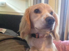 10 month old cocker spaniel