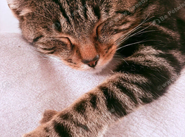 Tabby 6 month old male