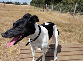 Lurcher FREE to good home. Transport available