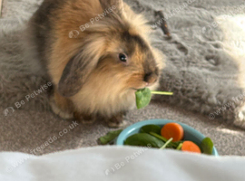 Free rabbit looking for a good home