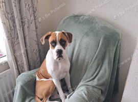 Boxer
