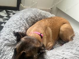 pup for sale