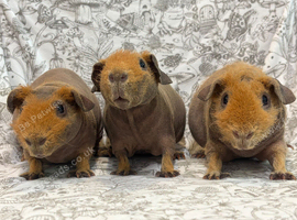 3 young skinny pig boys available now