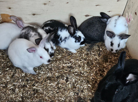 Newzealand baby rabbits for sale