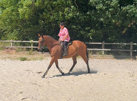 16hh SUPER SAFE HACK