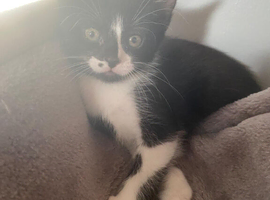 2 beautiful kittens ready to go