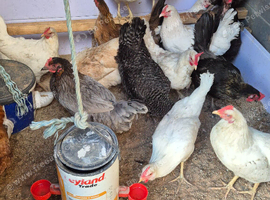 8 leghorn/whitestar hens available