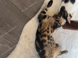 beautiful kitten