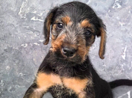 Bedlington x lakeland terrier
