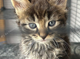 Mainecoon x bengal kittens