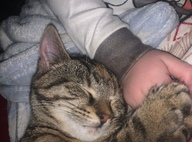 7/8 month old girl kitten