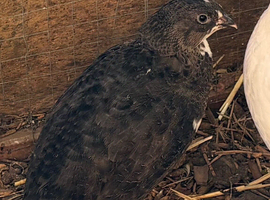 Black and white male coturnix quail