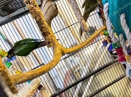 Conures for sale