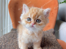 Two beautiful Persian kittens