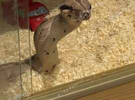 I have 2 boas for sale