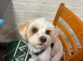 Beiwer/yorkie for stud (health tested)