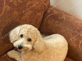 Cavapoo 9 month