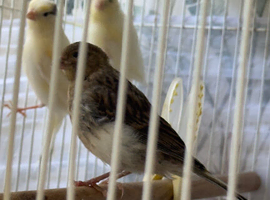 Canary