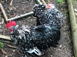 Hen wanted as pet companion