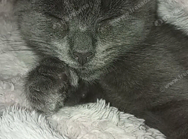 Nila