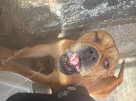 Looking to rehome my to sisters together only