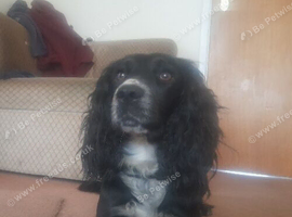 Adult Female Cocker