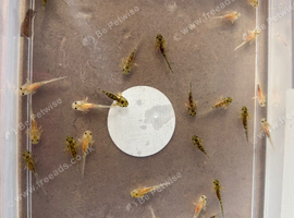axolotl babies
