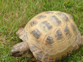 Horse fields Tortoise