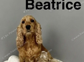 Beatrice litter of apricot cockapoo girls and boys