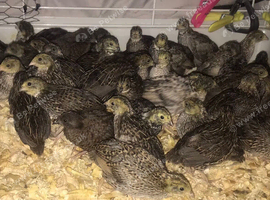QUAILS/CHINESE PAINTED BUTTONS !